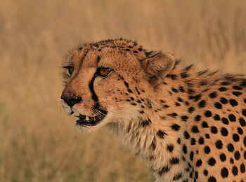 Xakanaxa Camp: Gepard