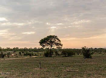 Cheetah Plains: Lichte Buschlandschaft Cheetah Plains: Lichte Buschlandschaft