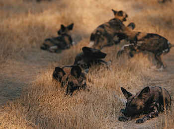 Chief's Camp: Ein Wildhund-Rudel