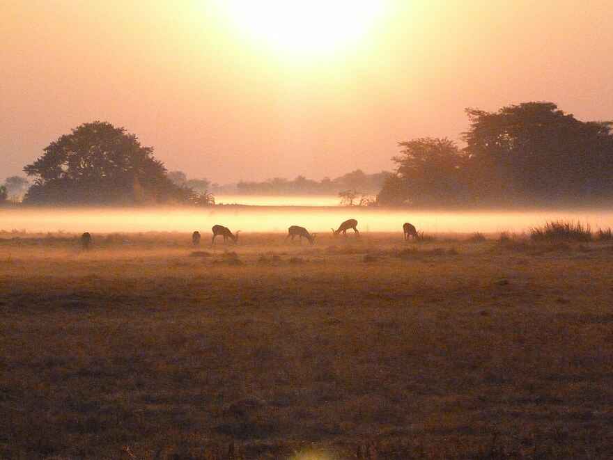 Chisa Busanga Camp: Morgennebel Chisa Busanga Camp: Morgennebel