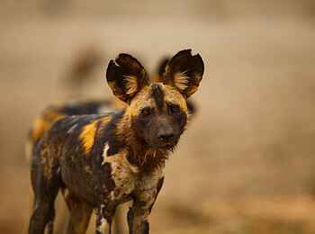 Kavinga Safari Camp: Wildhund Kavinga Safari Camp: Wildhund