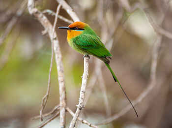 Kuthengo Camp: Little Bee-Eater Kuthengo Camp: Little Bee-Eater