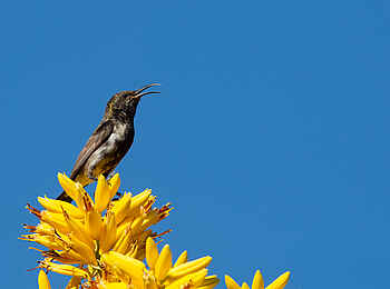 Kwessi Dunes Lodge: Dusky Sunbird