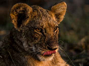Selinda Camp: Löwenjunges