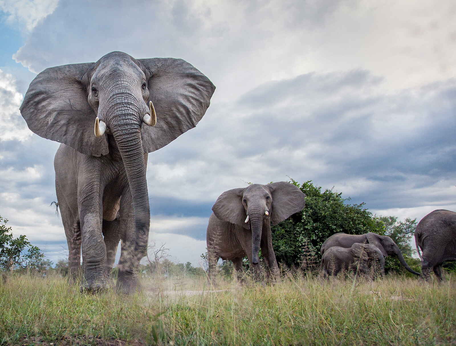 Time + Tide Mchenja: Imposanter Elefantenbulle Time + Tide Mchenja: Imposanter Elefantenbulle