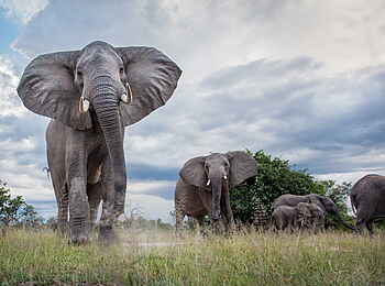 Time + Tide Mchenja: Imposanter Elefantenbulle