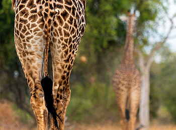 Time + Tide Nsolo: Giraffe von hinten