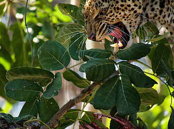 Time + Tide Nsolo: Selten! - Leopard mit Beute