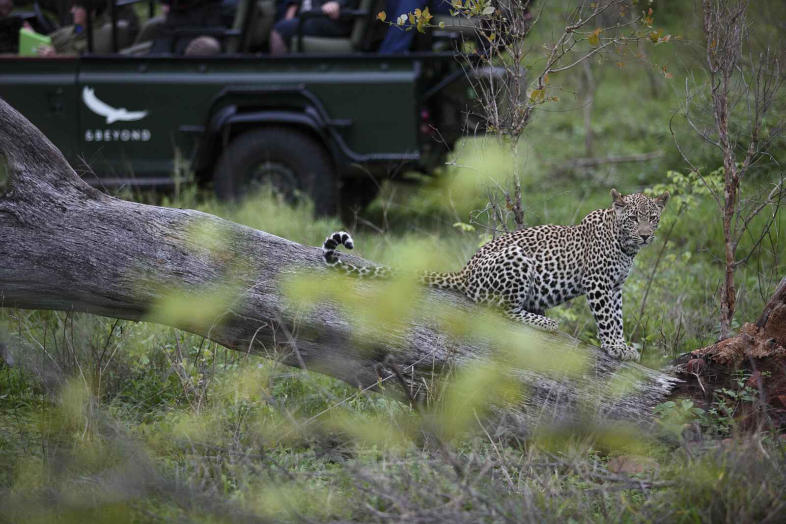 &Beyond Kirkman's Camp: Beobachtung von Leoparden &Beyond Kirkman's Camp: Beobachtung von Leoparden