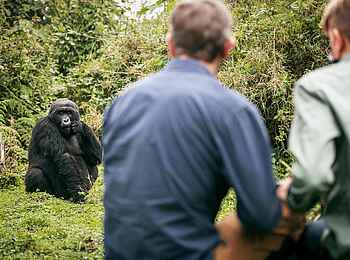 Bisate Lodge: Gorilla Trekking