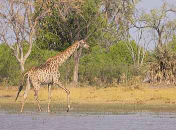 Camp Tawana: Giraffe im Wasser Camp Tawana: Giraffe im Wasser
