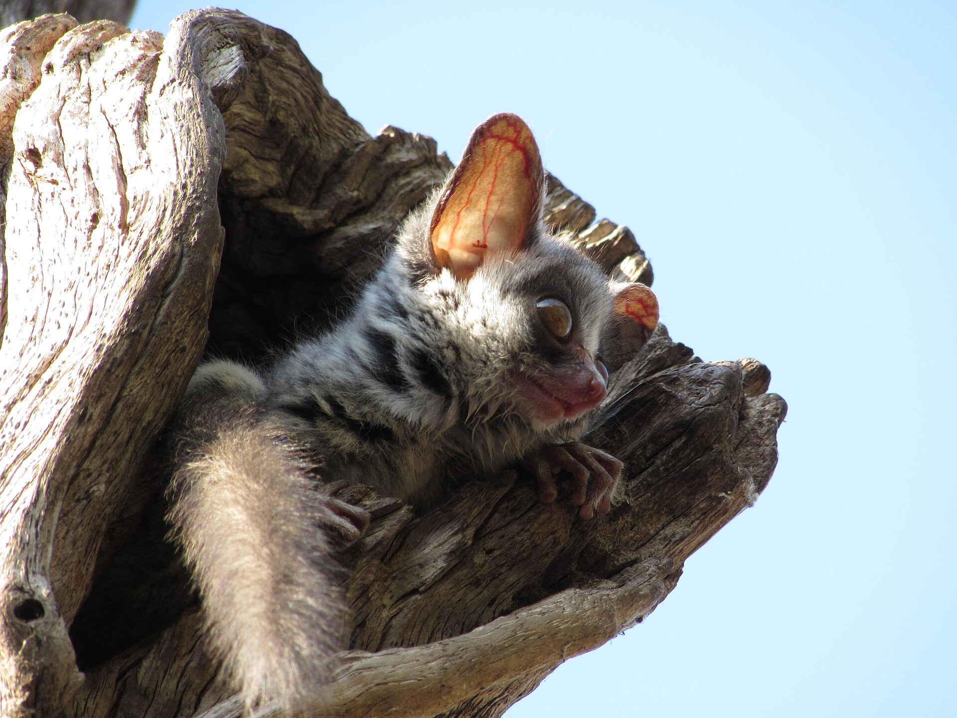 Changa Safari Camp: Ein Buschbaby