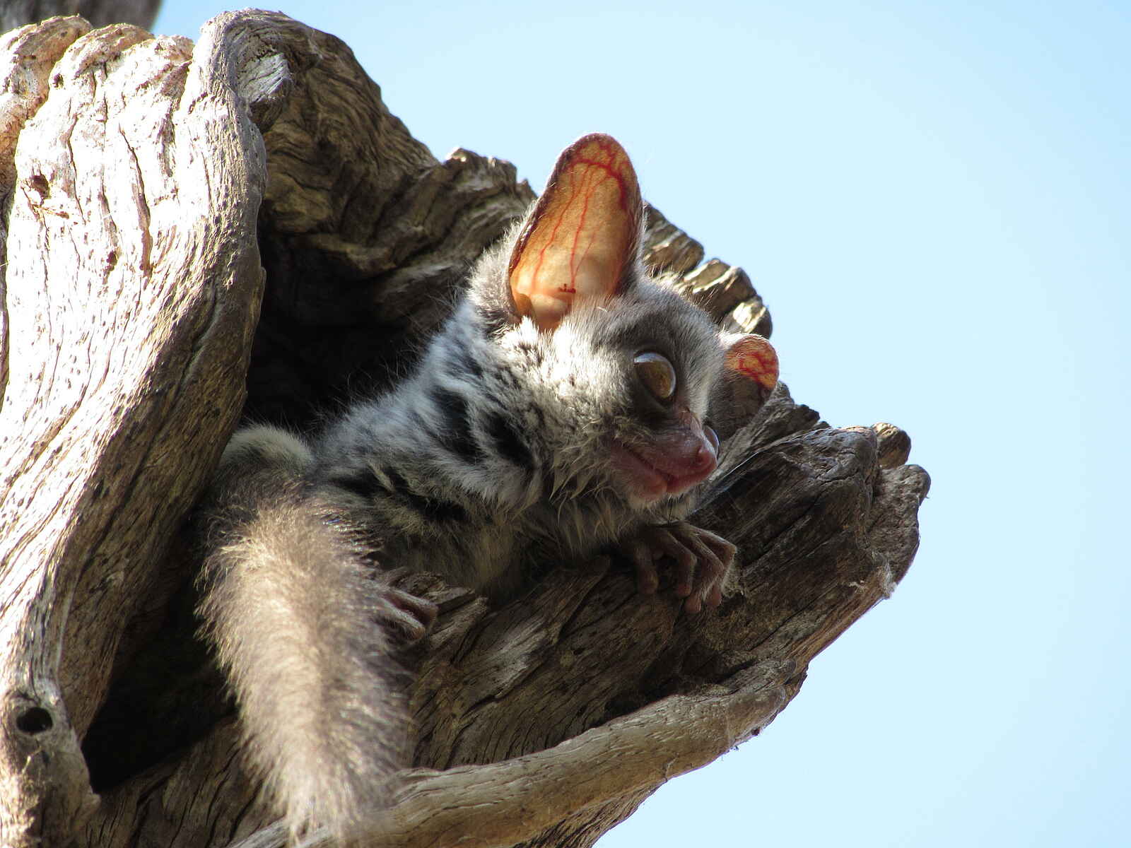 Changa Safari Camp: Ein Buschbaby Changa Safari Camp: Ein Buschbaby