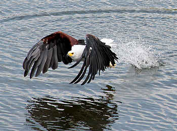 Chobe Princess: Ein Schreiseeadler bei der Jagd Chobe Princess: Ein Schreiseeadler bei der Jagd