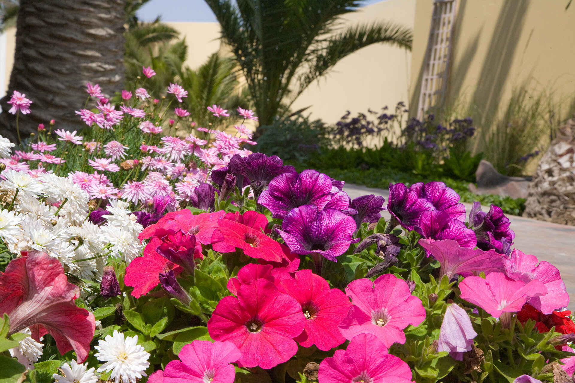 Cornerstone Guesthouse, Küste, Swakopmund, Blumen, Garten, afrikarma, afrikarma safaris, afrikarma.de