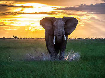 Encounter Mara Camp: Elefant