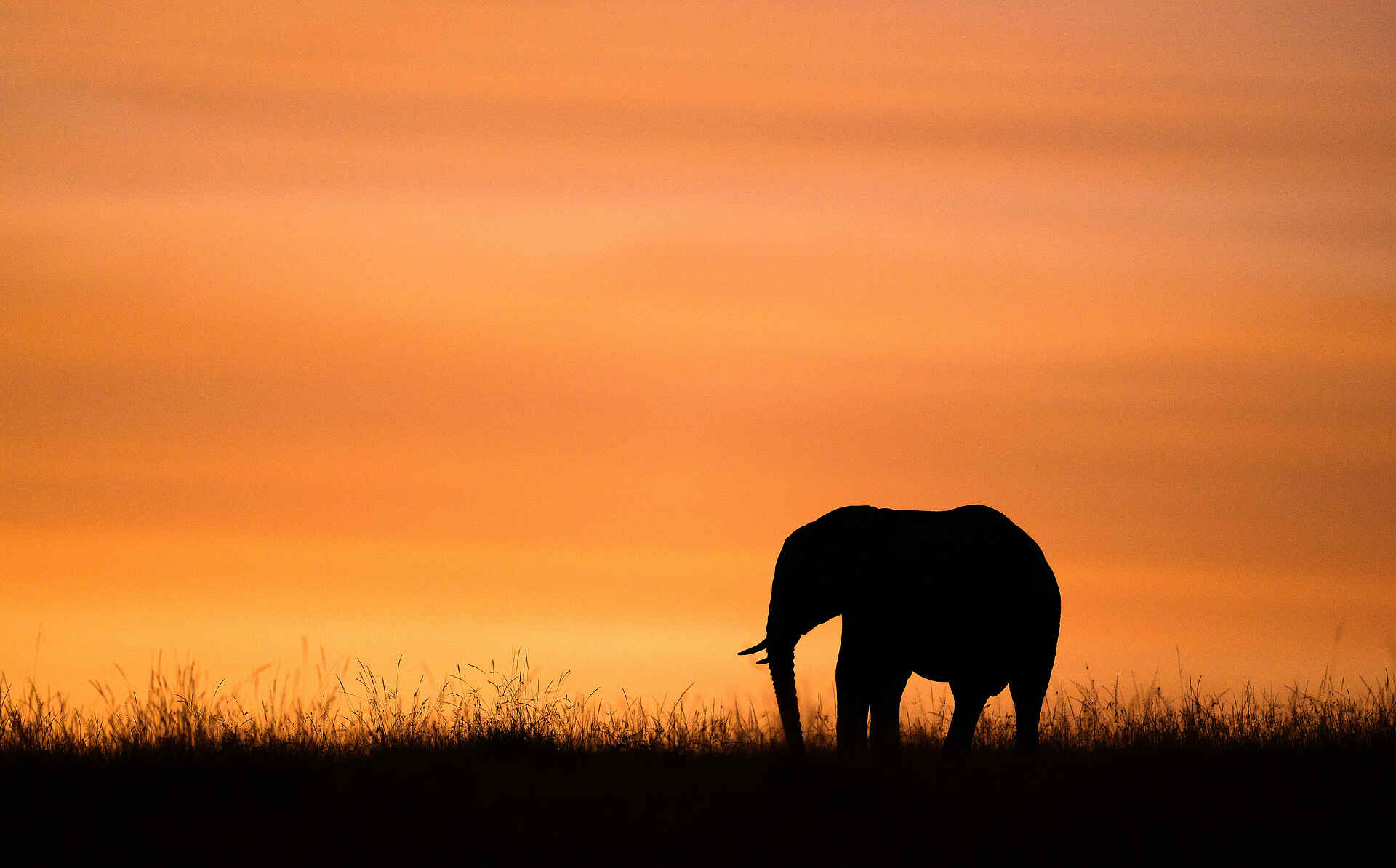 Entim Private Wing Camp: Elefant