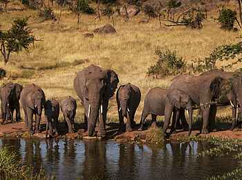 Four Seasons Safari Lodge: Elefanten an der Tränke Four Seasons Safari Lodge: Elefanten an der Tränke