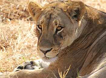 Ghoha Hills Savuti Lodge: Die Könige der Savanne