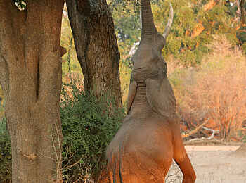 Goliath Tented Camp: Elefant unter einem Faidherbia-Albida-Baum