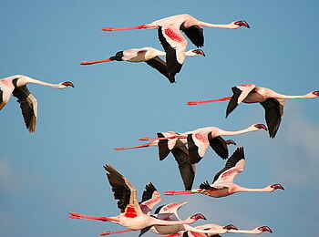 Hatari Lodge: Fliegende Flamingos