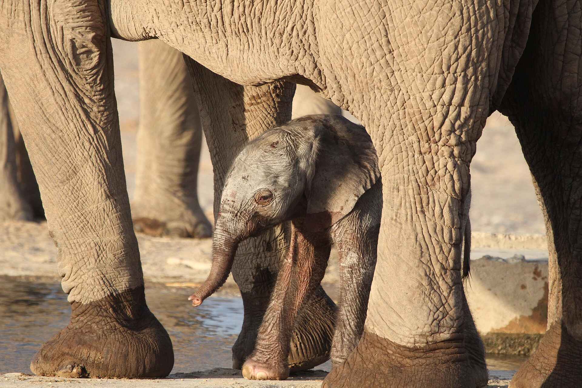 Hoanib Skeleton Coast Camp: Baby Elefant Hoanib Skeleton Coast Camp: Baby Elefant