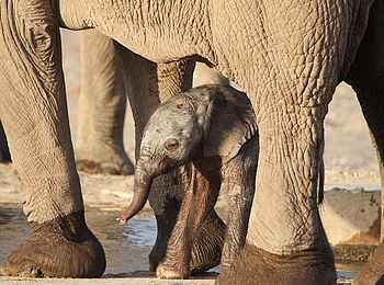 Hoanib Skeleton Coast Camp: Baby Elefant