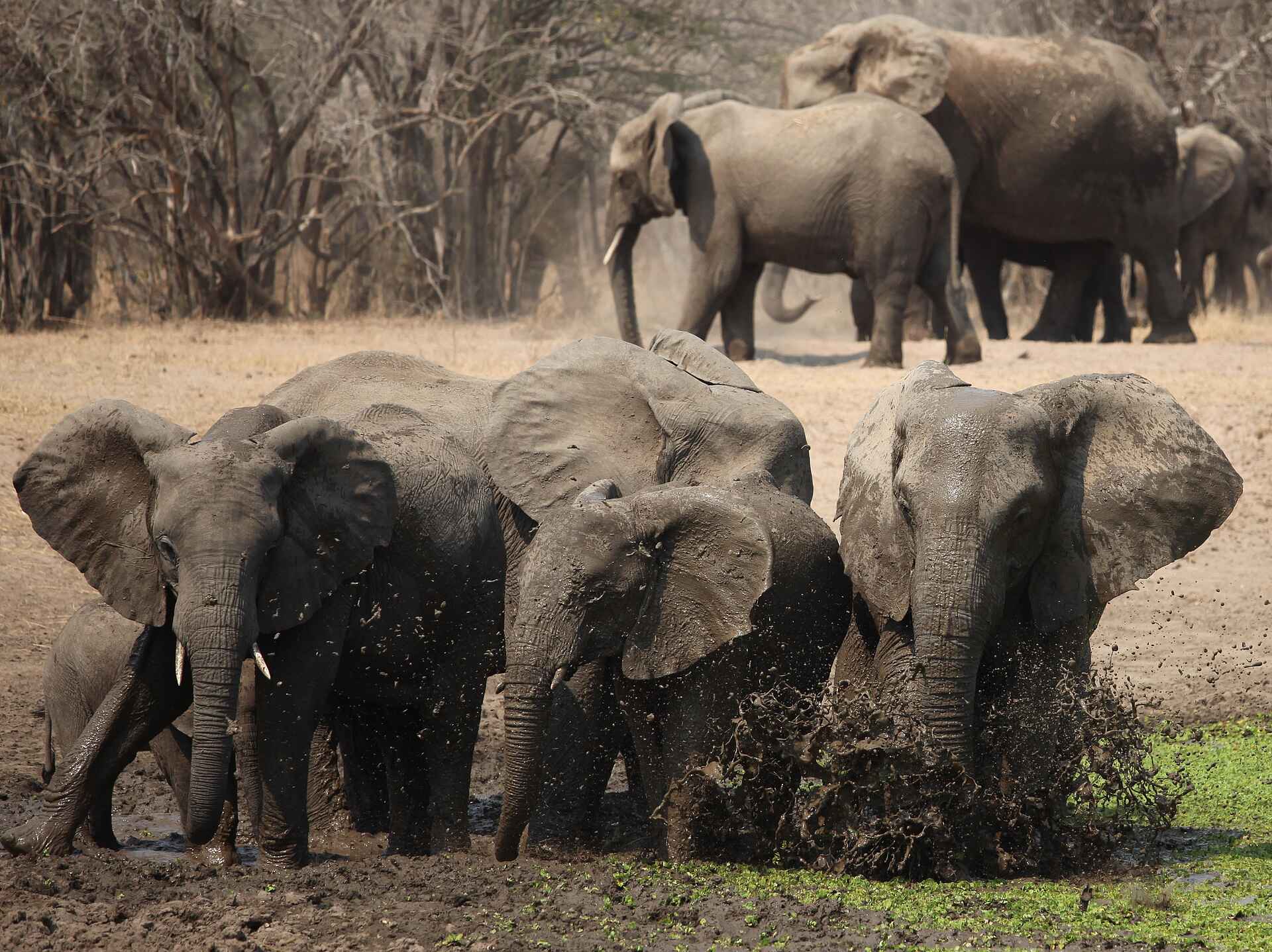 Island Bush Camp, Kafunta, Elefantenherde, Luangwa River, Schlammbad, South Luangwa National Park, Ron und Anke Cowan, Abgeschiedenheit, afrikarma, afrikarma.de, Kafunta River Lodge, Komfort, Natur, Sambia, South Luangwa, South Luangwa Valley, Walking Safari, Wildnis, Afrikarma Safaris, Cowan