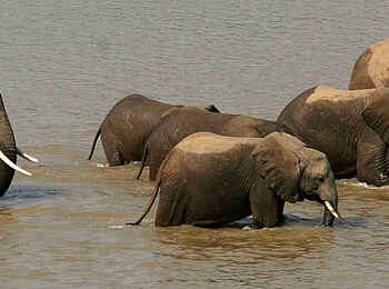 Kaingo Camp: Elefantenherde im Wasser