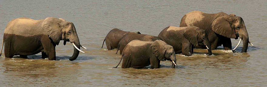 Kaingo Camp: Elefantenherde im Wasser Kaingo Camp: Elefantenherde im Wasser