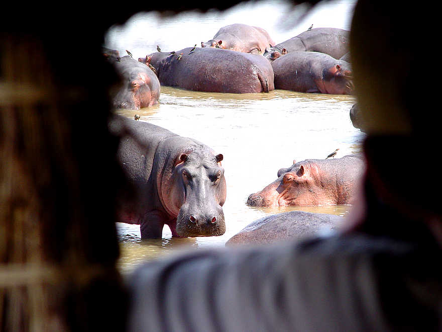 Kaingo Hippo Hide: Blick aus dem Unterstand Kaingo Hippo Hide: Blick aus dem Unterstand