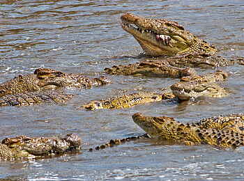 Karen Blixen Camp: Krokodile im Mara Karen Blixen Camp: Krokodile im Mara