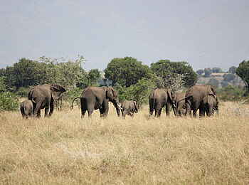 Kasenyi Safari Camp: Dahinziehende Elefanten