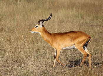 Kasenyi Safari Camp: Uganda Kob