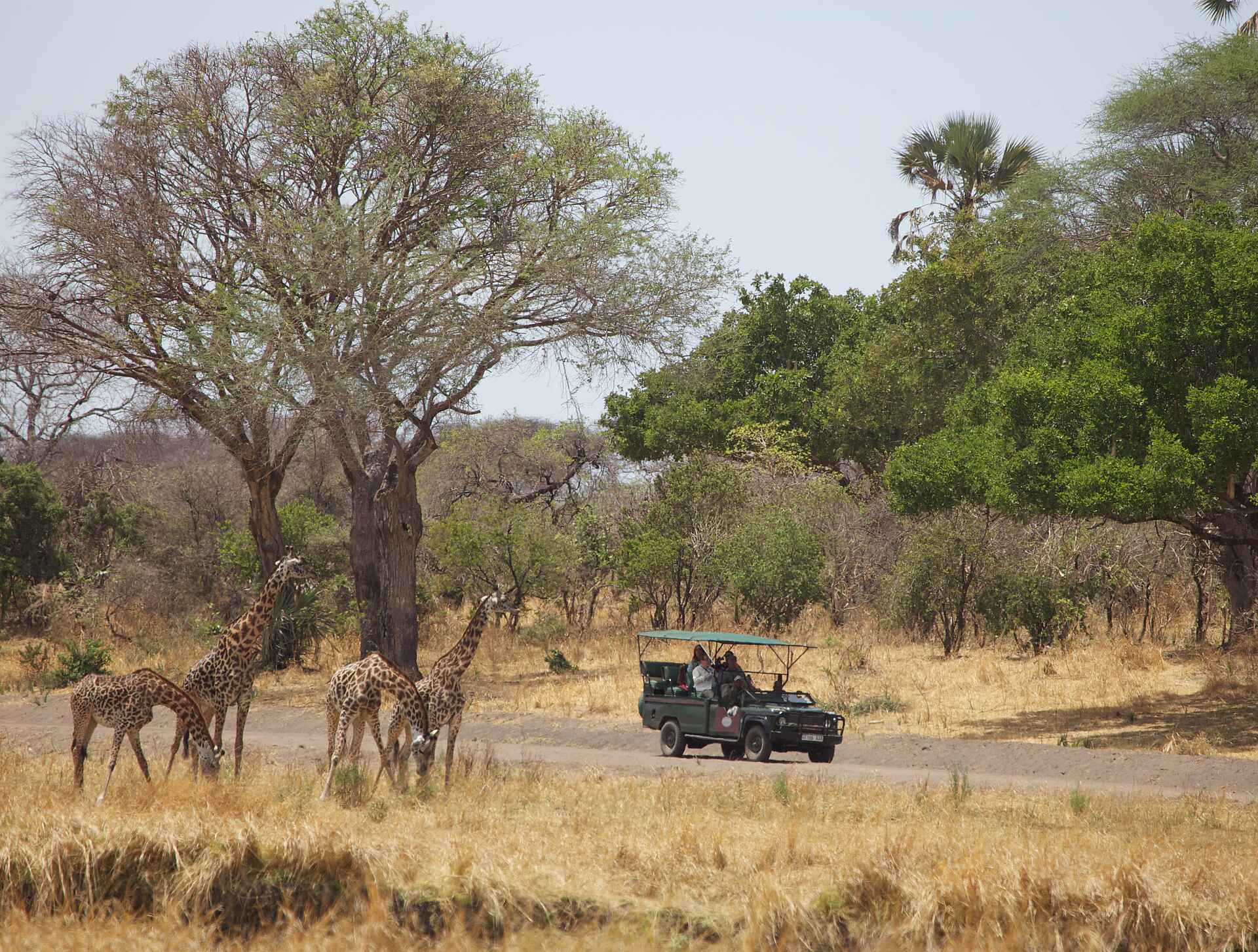 Katavi Wildlife Camp: Begegnung mit Giraffen