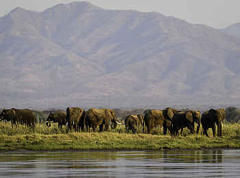 Little Ruckomechi Camp: Elefanten vor dem Zambezi Escarpment