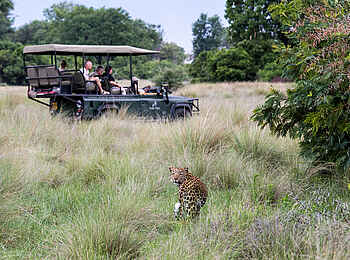Little Tubu: Leopard Little Tubu: Leopard