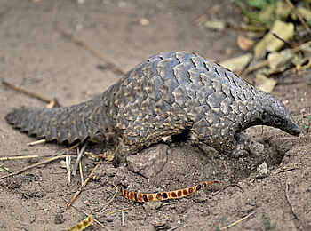 Mt Gorongosa Community Camp: Ein Schuppentier Mt Gorongosa Community Camp: Ein Schuppentier