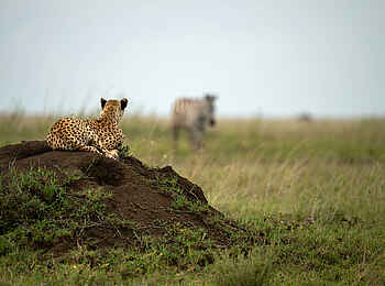 The Retreats at Namiri Plains Camp: Auf dem Ansitz The Retreats at Namiri Plains Camp: Auf dem Ansitz