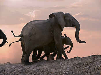 Robin Pope Safaris: Elefanten erklimmen das Ufer