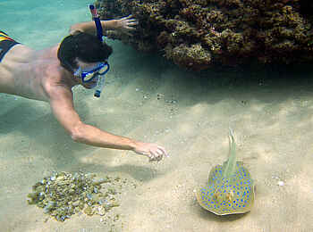 Rocktail Beach Camp: Blaupunktrochen