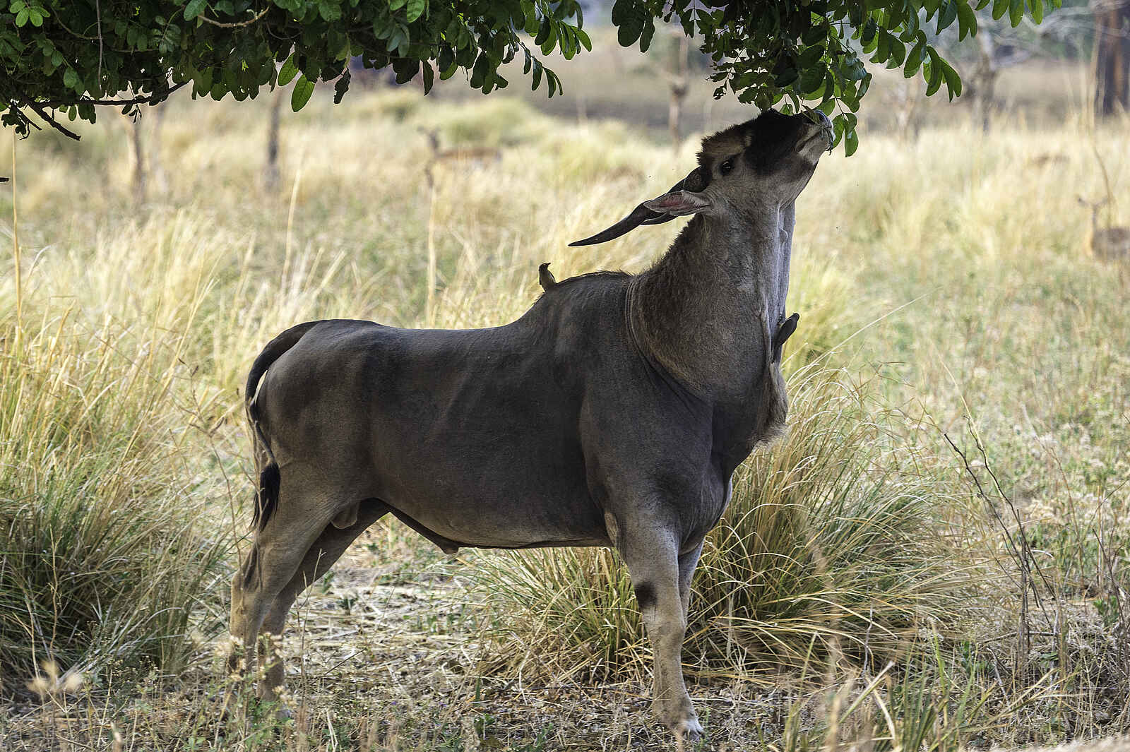 Ruckomechi Camp: Antilope nagt am Baum Ruckomechi Camp: Antilope nagt am Baum
