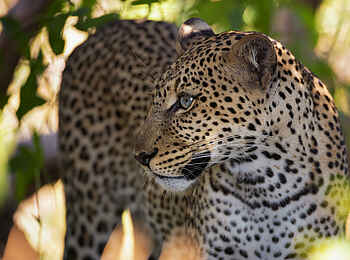 Sasaab Camp: Leopard Sasaab Camp: Leopard