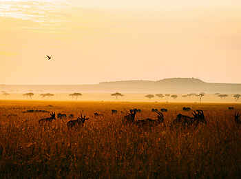 Serian´s Lamai Camp: Antilopen