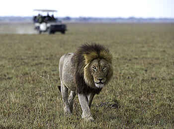 Shumba Camp: Löwe Shumba Camp: Löwe