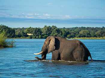 Tembo Plains Camp: Elefant im Sambesi