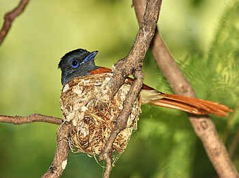 Waterberg Plateau Lodge: Webervogel Waterberg Plateau Lodge: Webervogel