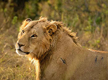 Entim Masai Mara: Junger Löwe