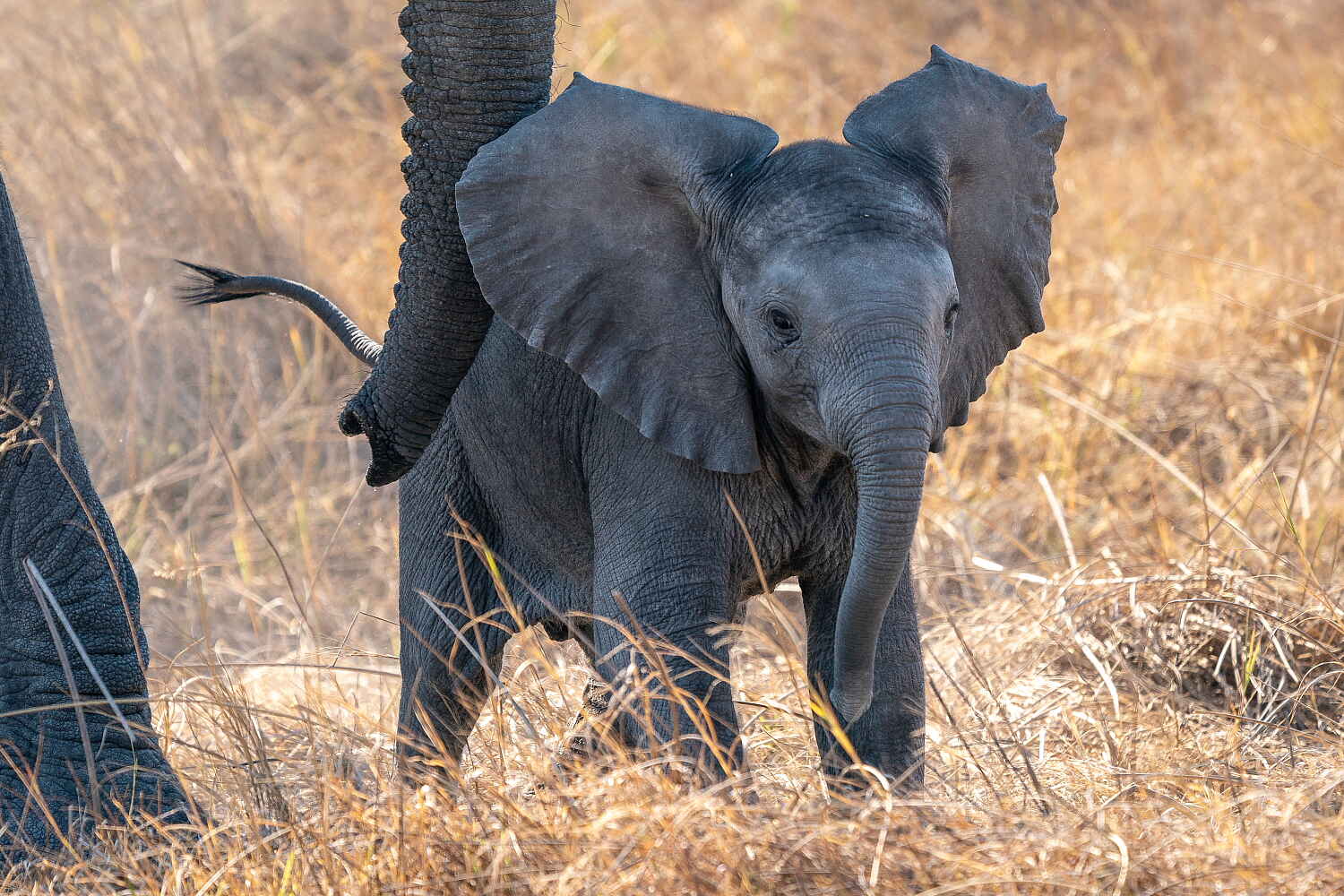 Jao Camp: Elefantenjunges