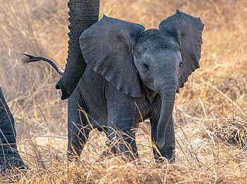 Jao Camp: Elefantenjunges Jao Camp: Elefantenjunges